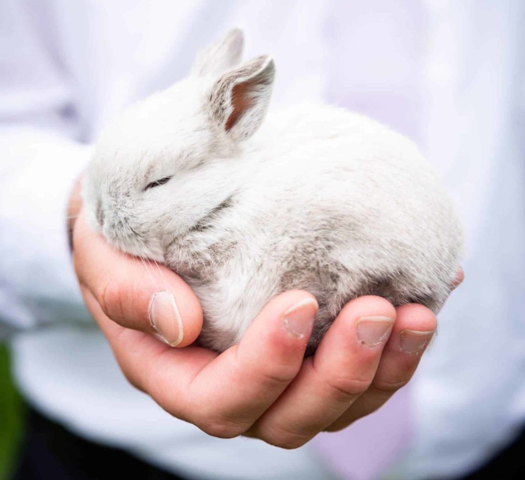 hand holding a small rabbit