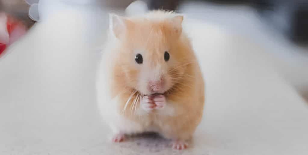 photo of a cute hamster on a table - animal testing in cosmetics