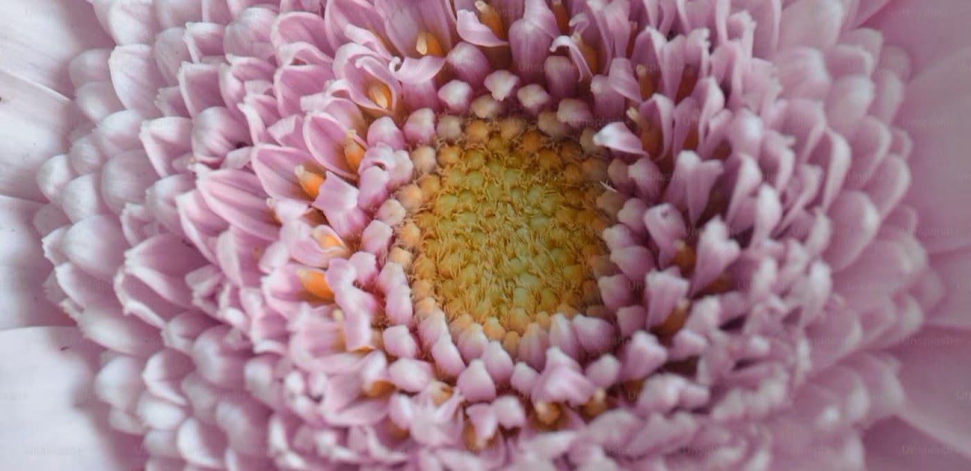 close up of a flower - new labelling rules for fragrance allergens