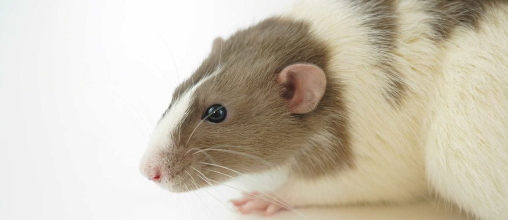 white background image of a lab rat on a white table
