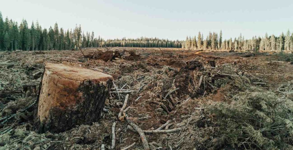 EU deforestation regulation