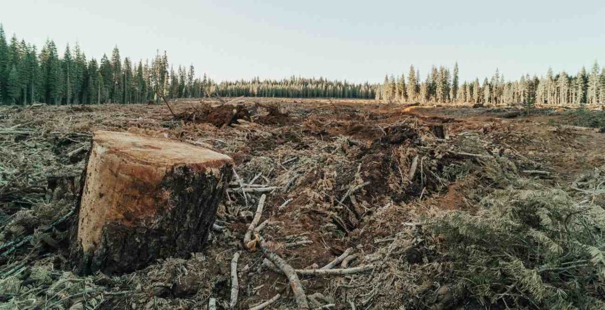 A large, deforested area with tree stumps, fallen branches, and debris in the foreground
