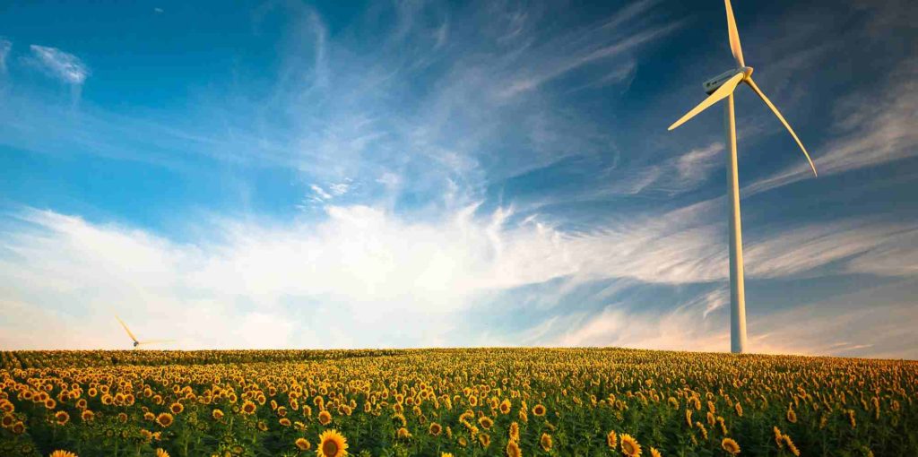 A wind turbine stands in a field of sunflowers