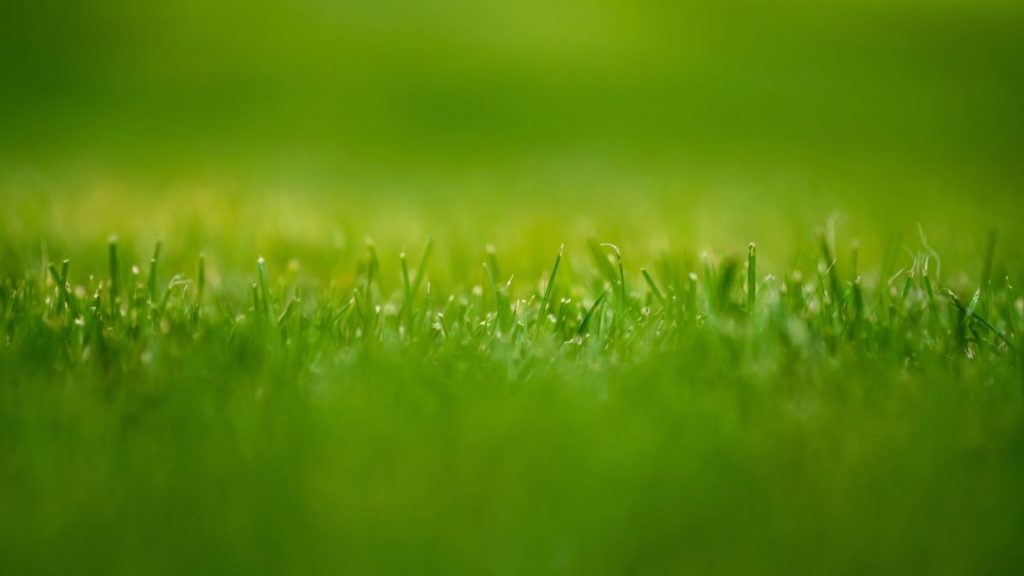 Ground level close up of a green lawn