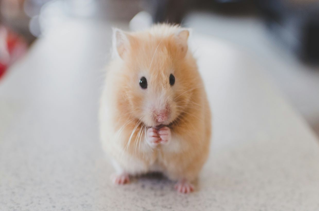 A hamster sitting on a counter - alternative methods to laboratory animals scientific research