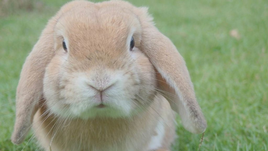 close-up of a a bunny