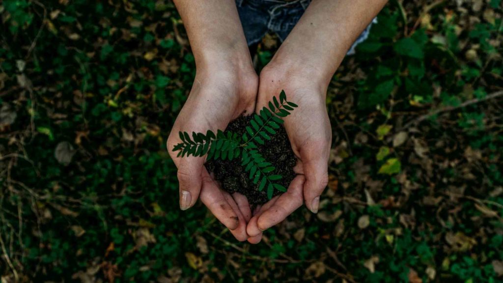 Close-up of a person's hands holding a small green seedling, symbolizing growth and environmental sustainability.