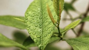 A close up image of a green leaf with dew on it representing sustainability
