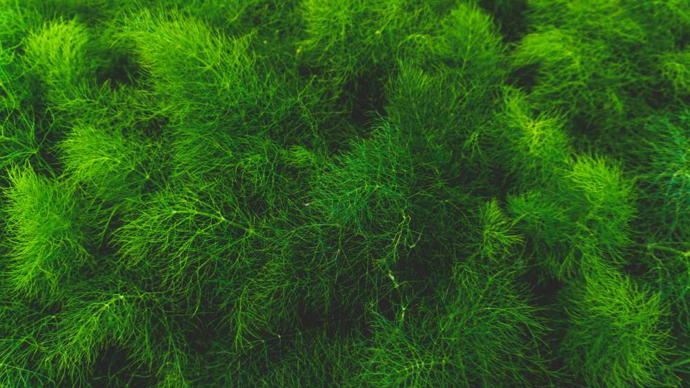 greenwashing