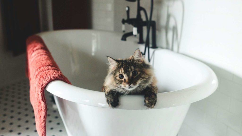 cat in a bathtub
